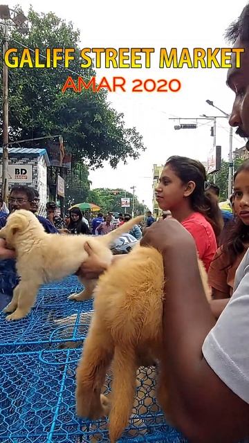 Galiff Street Pet Market Kolkata|Quality Dog Puppy at Cheap Price| 4th August | #shorts #shortsfeed смотреть онлайн