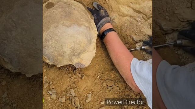 Maritta & Tiffany pull out a pachycephalosaurus skull crown. смотреть онлайн