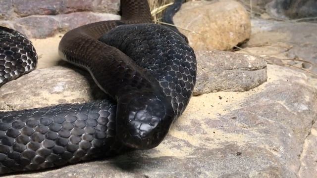 With Tiger Snakes - Featherdale Wildlife Park смотреть онлайн