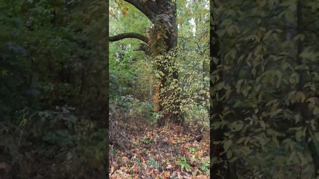 вековой дуб смотреть онлайн