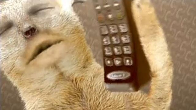 Chute!: Numa Numa Cats смотреть онлайн