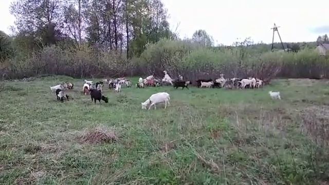 Мареммо-абруццкие овчарки в стаде коз. Maremmano-Abruzzese Sheepdog in goat herd. смотреть онлайн