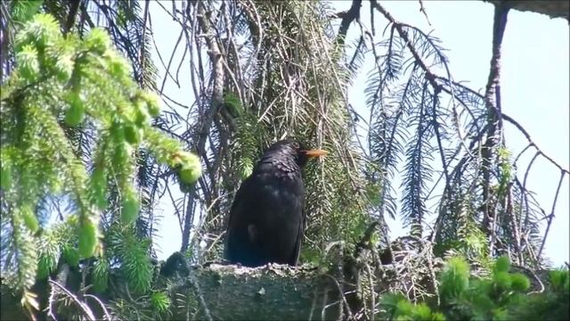 Мир птиц Михаила Пришвина