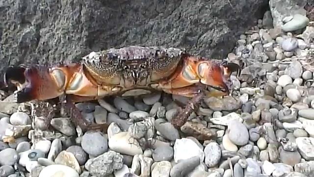 Angry russian crab from the Black Sea. смотреть онлайн