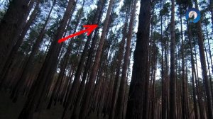 ОХОТА НА ГЛУХАРЯ * КАК НЕ НАДО ПОДХОДИТЬ К ГЛУХАРЮ НА ТОКЕ