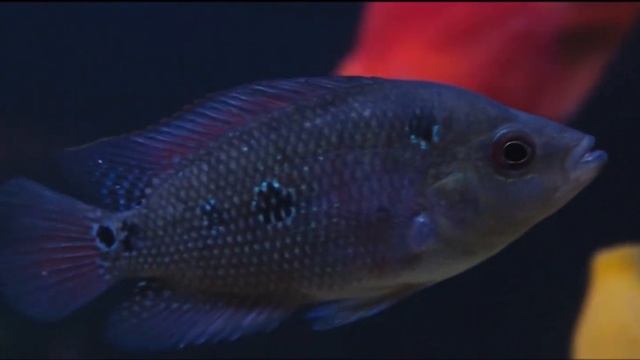 Aggressive Fish Tank- Piranha, African Cichlid, Green Terror, Parrot, Oscar, FlowerHorn. смотреть онлайн