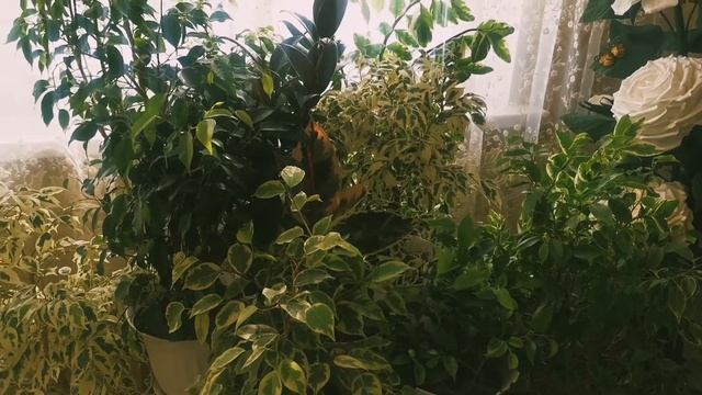 Комнатные цветы💐💐💐Мой маленький секретик🤫🤫🤫 чем поливаю👍👍👍 смотреть онлайн