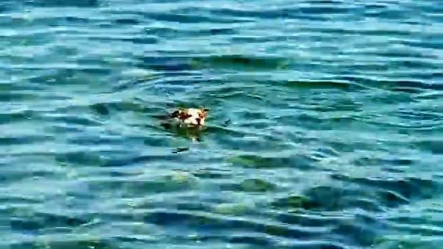 BISS CH & MULTY CH c Amazing Queen of Valdy Mor , Amstaff, American Staffordshire Terrier SWIMING смотреть онлайн