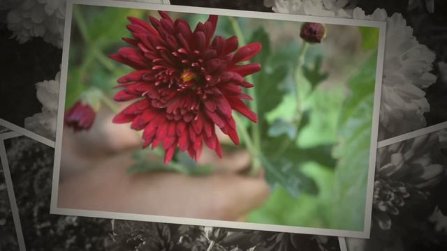Chrysanthemum | BloomyBliss Flower Farm In India смотреть онлайн