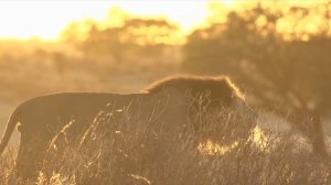 Рычание льва,рёв льва,Настоящий лев рычит