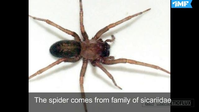 Top 10 MOST VENEMOUS SPIDERS In the world 2020 смотреть онлайн