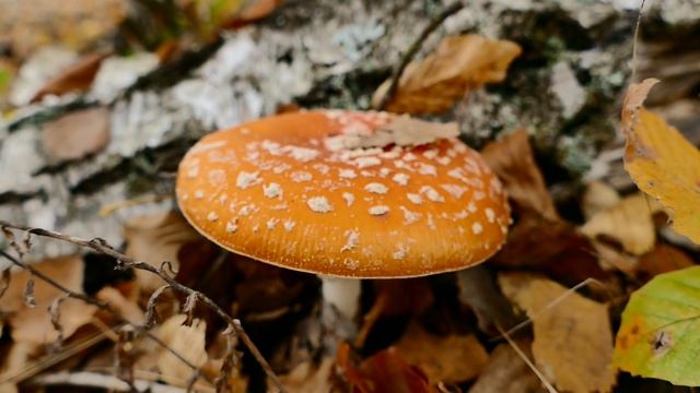 6783015-hd_1920_1080_25fps