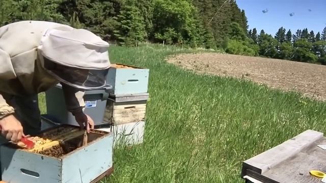 34 Как я делю сильные пчелосемьи и заселяю нуклеусы Иан Степплер, Канада смотреть онлайн