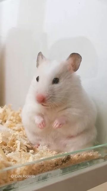 Funny pet hamster #Shorts 🐹 Cute Rodents смотреть онлайн