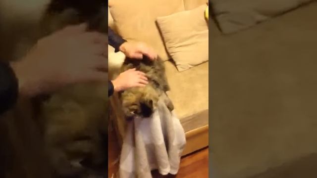 Cat demands massage смотреть онлайн