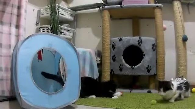 Буся, Пампушка и Марго. Наши кошечки.