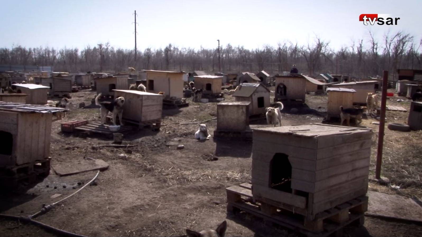 Саратовцев призывают помочь «городу» кошек и собак смотреть онлайн