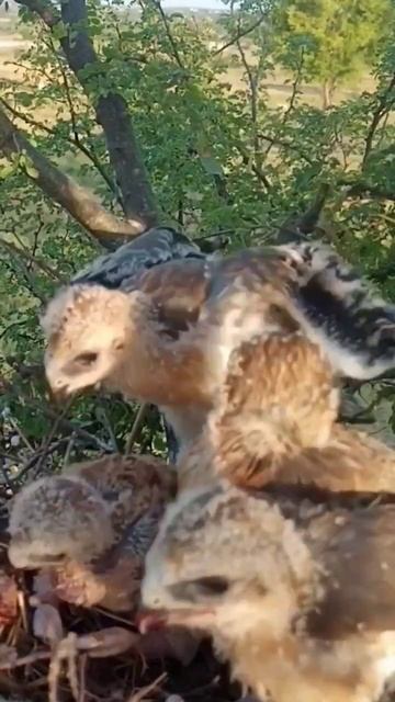 kite bird babies 2#shorts смотреть онлайн
