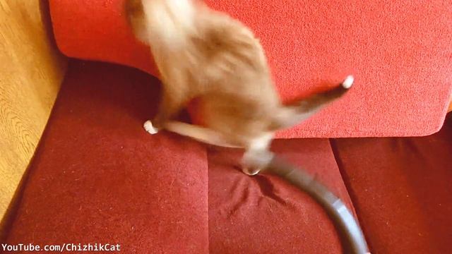 The cat beats the vacuum cleaner смотреть онлайн