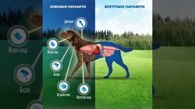 Нексгард Спектра - проти 22 зовнішніх та внутрішніх паразитів собак смотреть онлайн