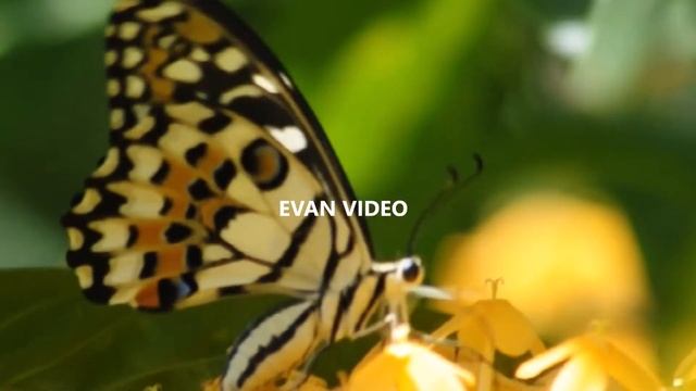 Kupu Kupu Raja Di Teluk Wondama" смотреть онлайн