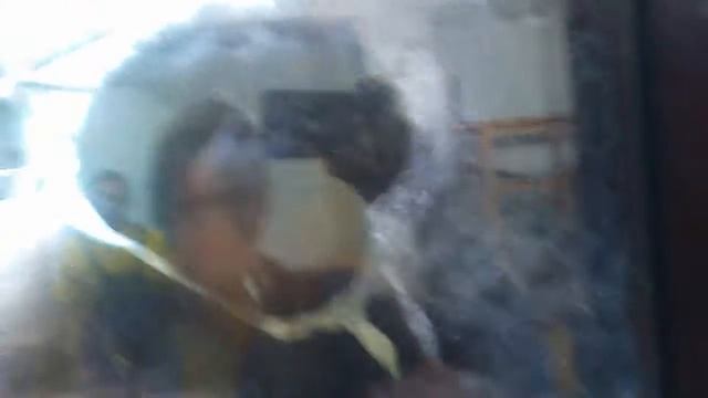 орангутанг смотреть онлайн