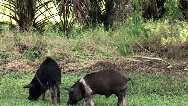 Wildlife At Circle B Bar Reserve