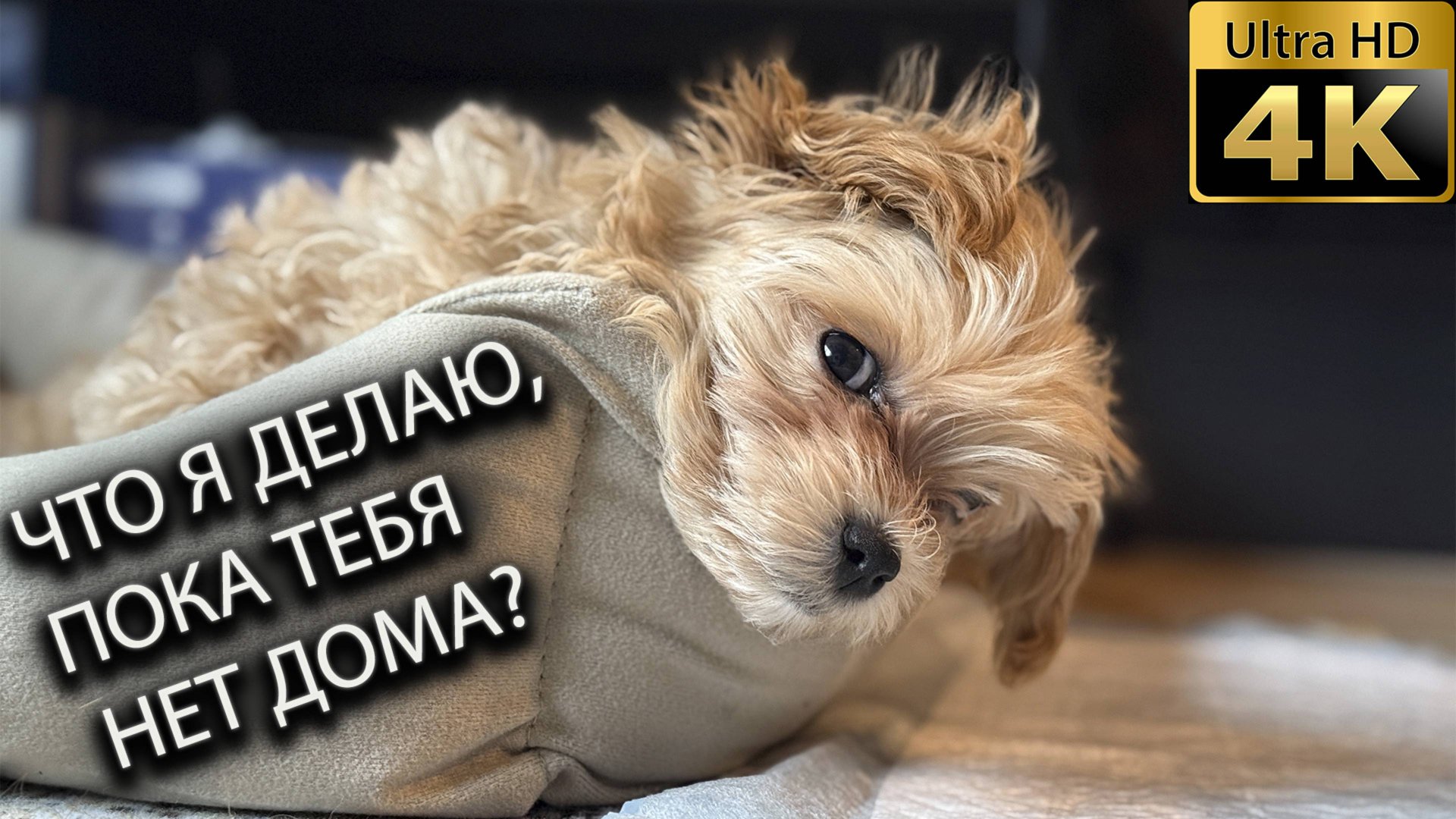 Что делает собака, пока вас нет дома? смотреть онлайн