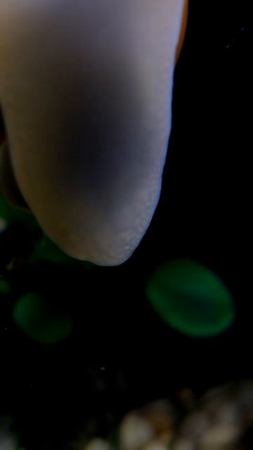 Pond Snail Catching a Ride on a Mystery Snail #SHORTS смотреть онлайн