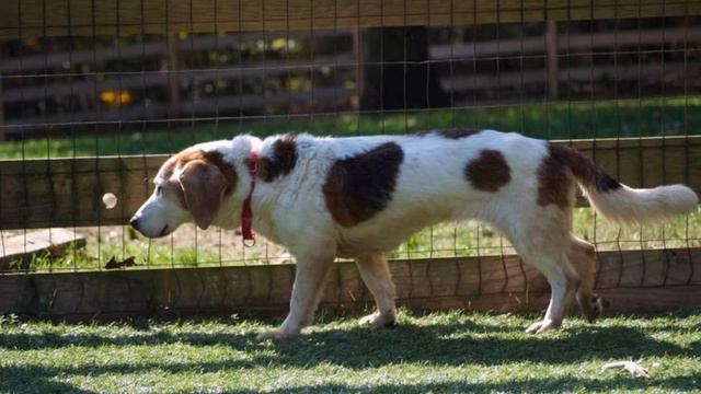 1430 Connection / Senior Dog Sanctuary / December 9, 2016 смотреть онлайн