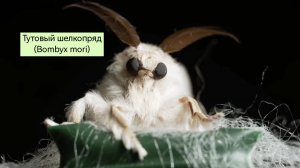 Шёлк. Коконы тутового шелкопряда, словно предвестники их скорой гибели