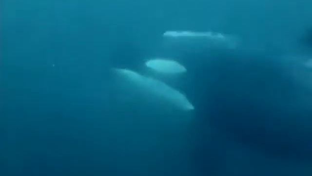 Кусто смотреть онлайн