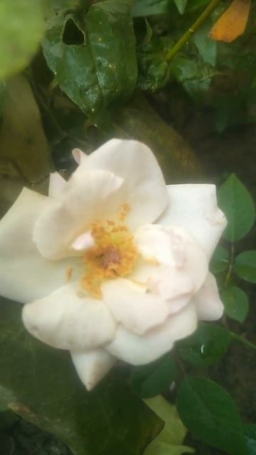 🌹Phool Gulab Ka🌹 смотреть онлайн