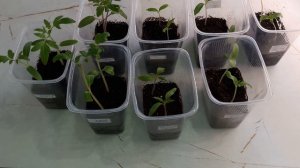 Как избавиться от чёрной ножки на рассаде томатов.Каменск-Уральский 01.04.2025