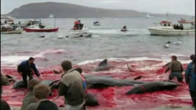 BLOODY DOLPHIN SLAUGHTER - 2 смотреть онлайн