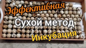 Эффективная инкубация перепелиного яйца, сухой метод
