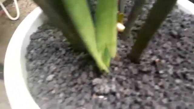 #sansevieria#jenissansevieria SANSEVIERIA JAVANICA ASLI INDONESIA