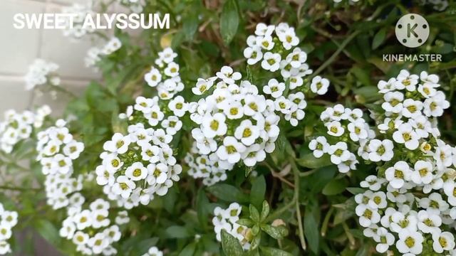 SWEET ALYSSUM @LOUIEECAT смотреть онлайн