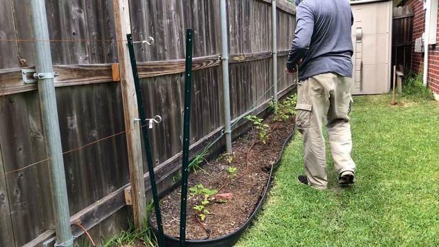 How to Grow Raspberries and Build V Trellis смотреть онлайн