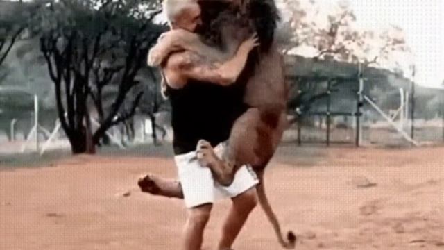 Прыгающий лев смотреть онлайн