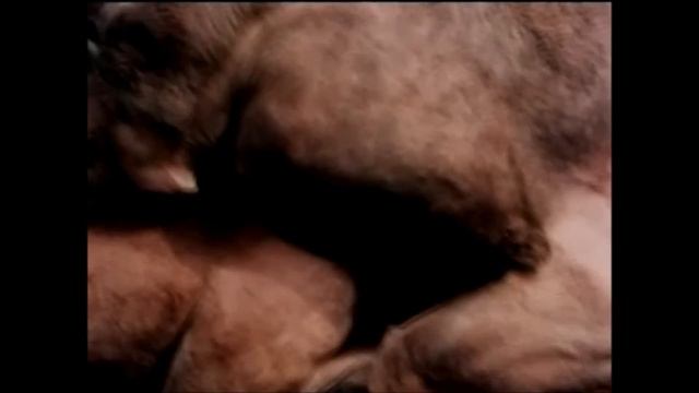 Camel Mating Documentary смотреть онлайн