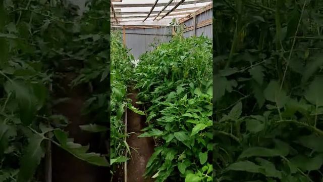 БЮДЖЕТНО ПОМИДОРЫ У ЗАБОРА 🍅🌶️🌿💯❤️... смотреть онлайн