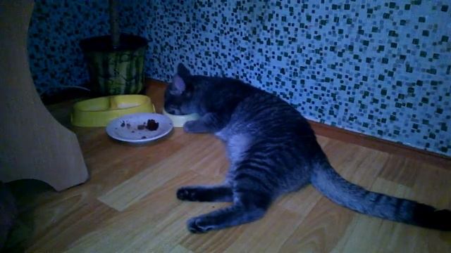 КОТ ЕСТ ЛЕЖА смотреть онлайн