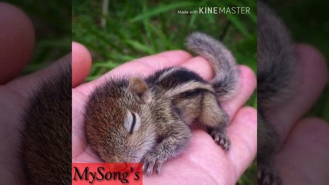 Елвін і бурундуки співають "Не в адеквате" смотреть онлайн