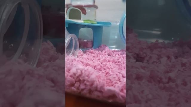 Cute hamster in his clean cage смотреть онлайн