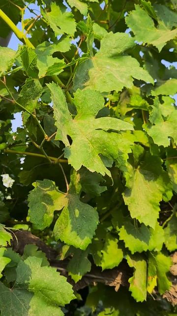 Grow Grapes 🍇 tree from seed #fruit #tree #youtube смотреть онлайн