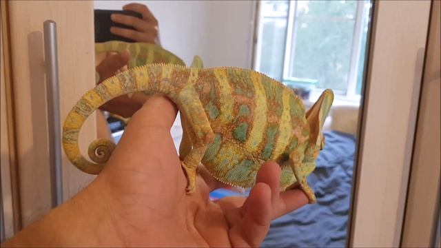 йеменский хамелеон у нас дома смотреть онлайн