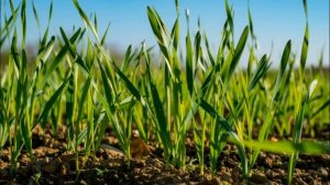 Расскажите детям _Откуда хлеб пришел_