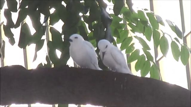 White Tern Grooms Its Companion смотреть онлайн
