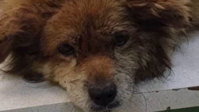 Маленький старенький пёсик несколько дней ждал помощи в канаве, из которой не мог вылезти смотреть онлайн